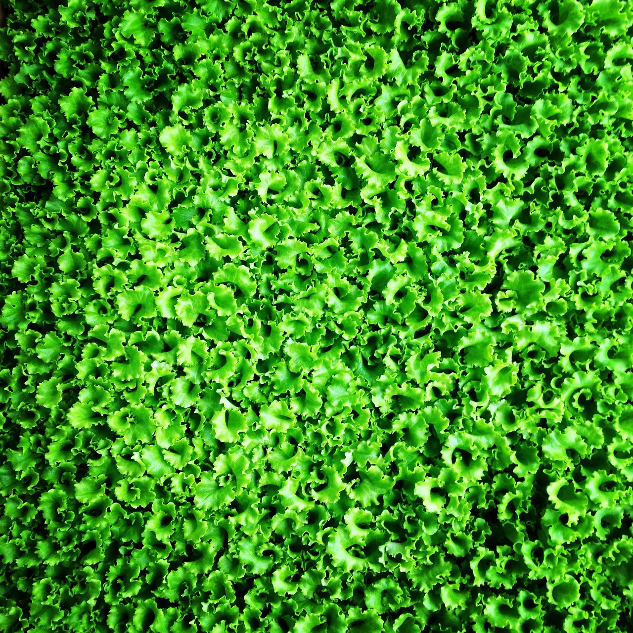 lettuce sapling greens free photo