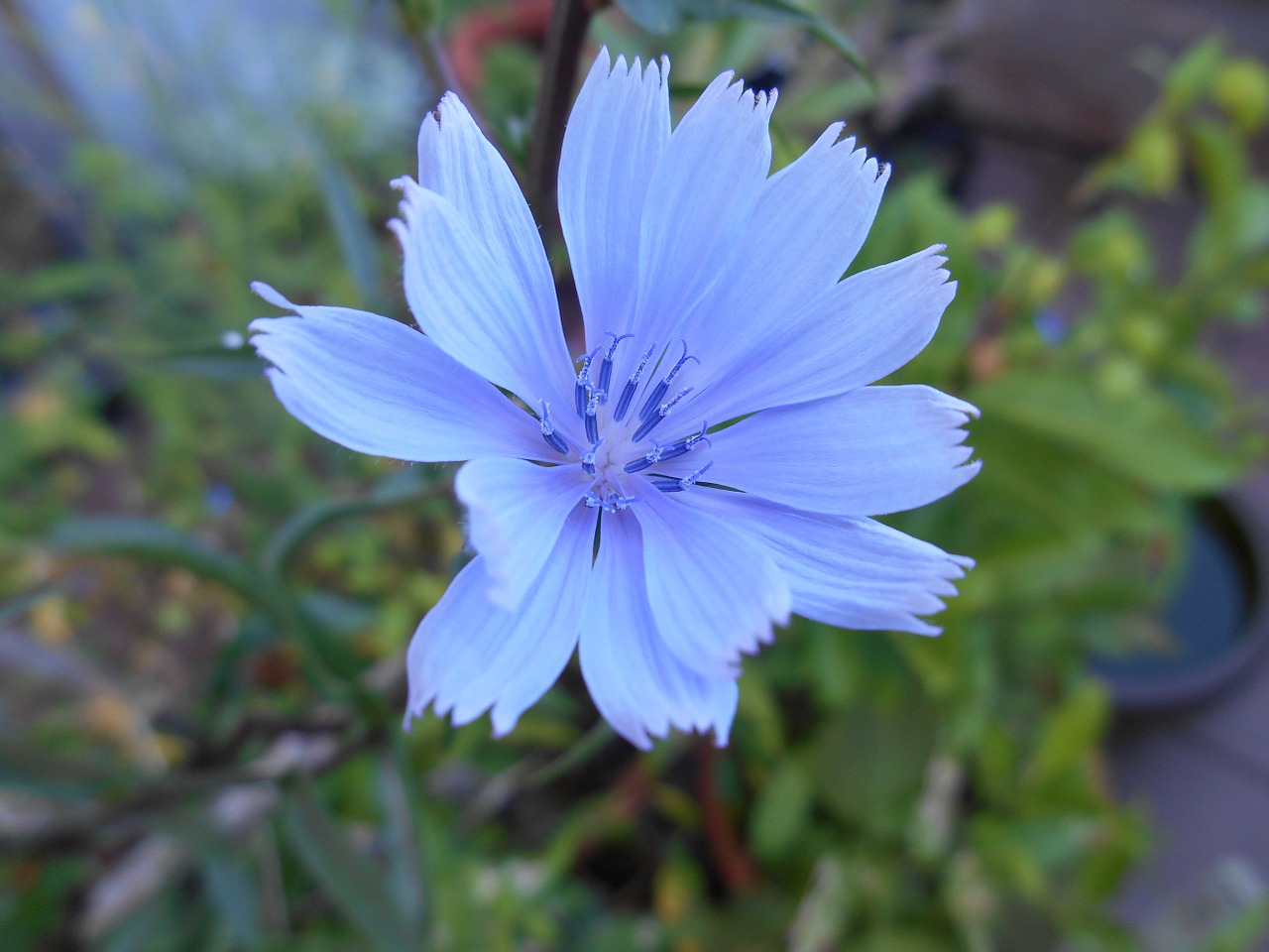 lettuce flowers vegetable flower free photo