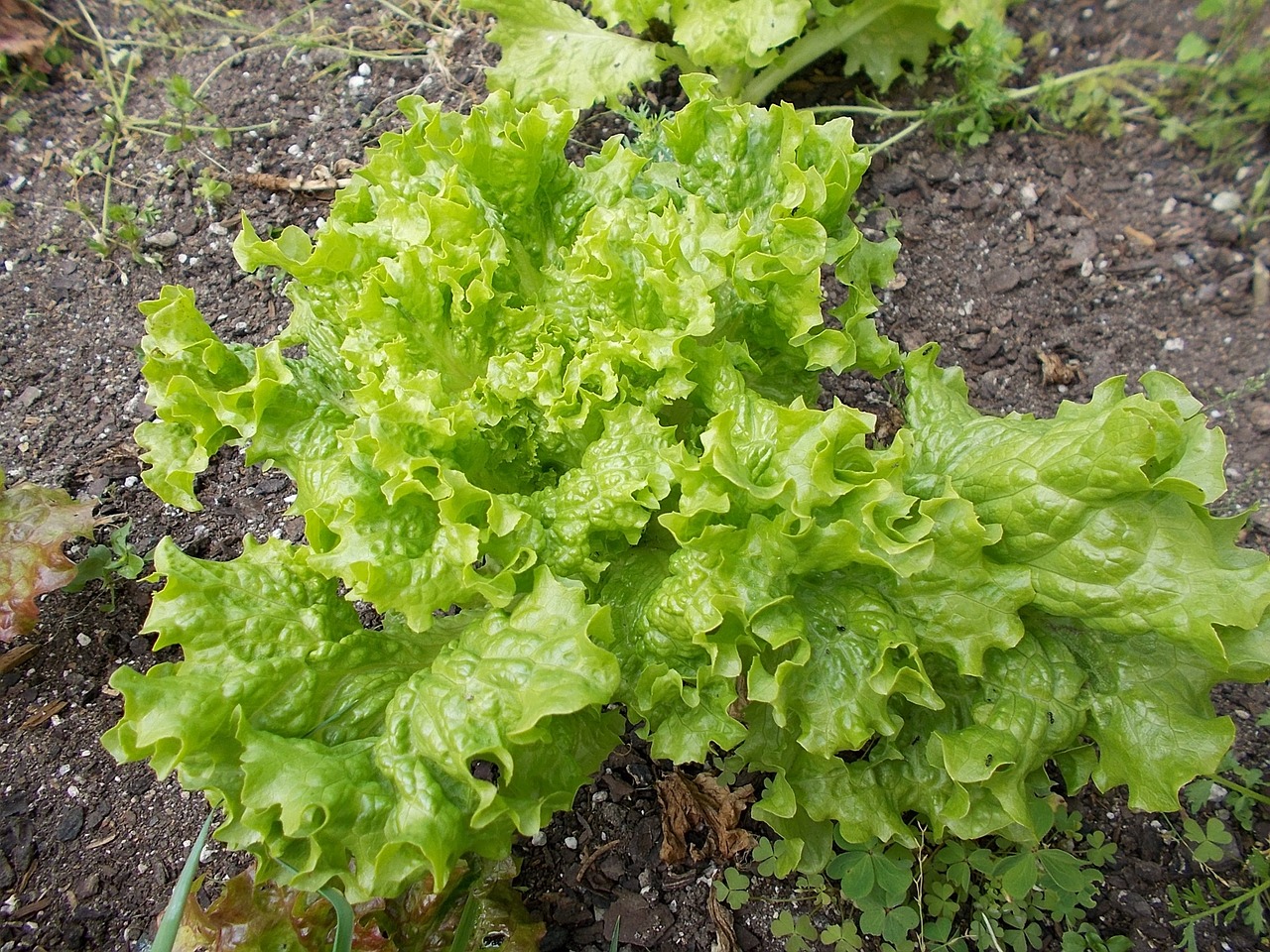 lettuce crop field free photo