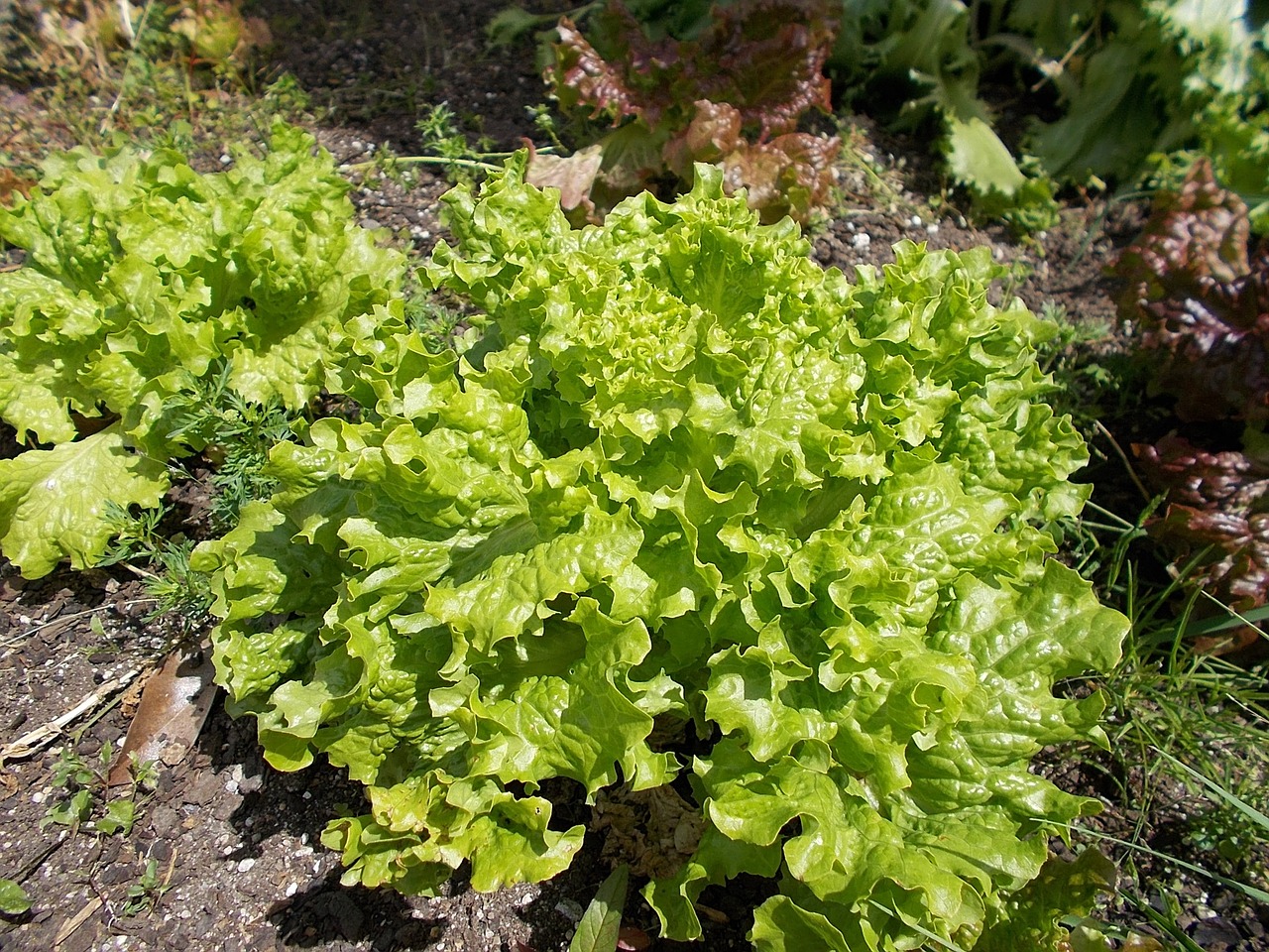 lettuce green farming free photo