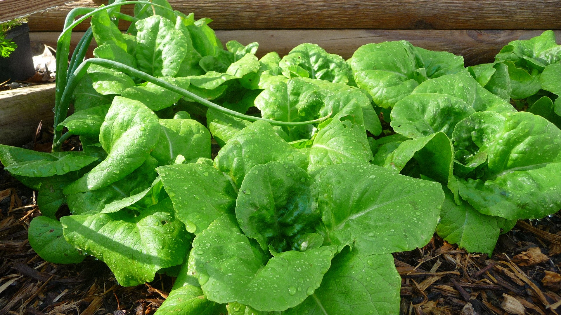 lettuce plants vegetables free photo