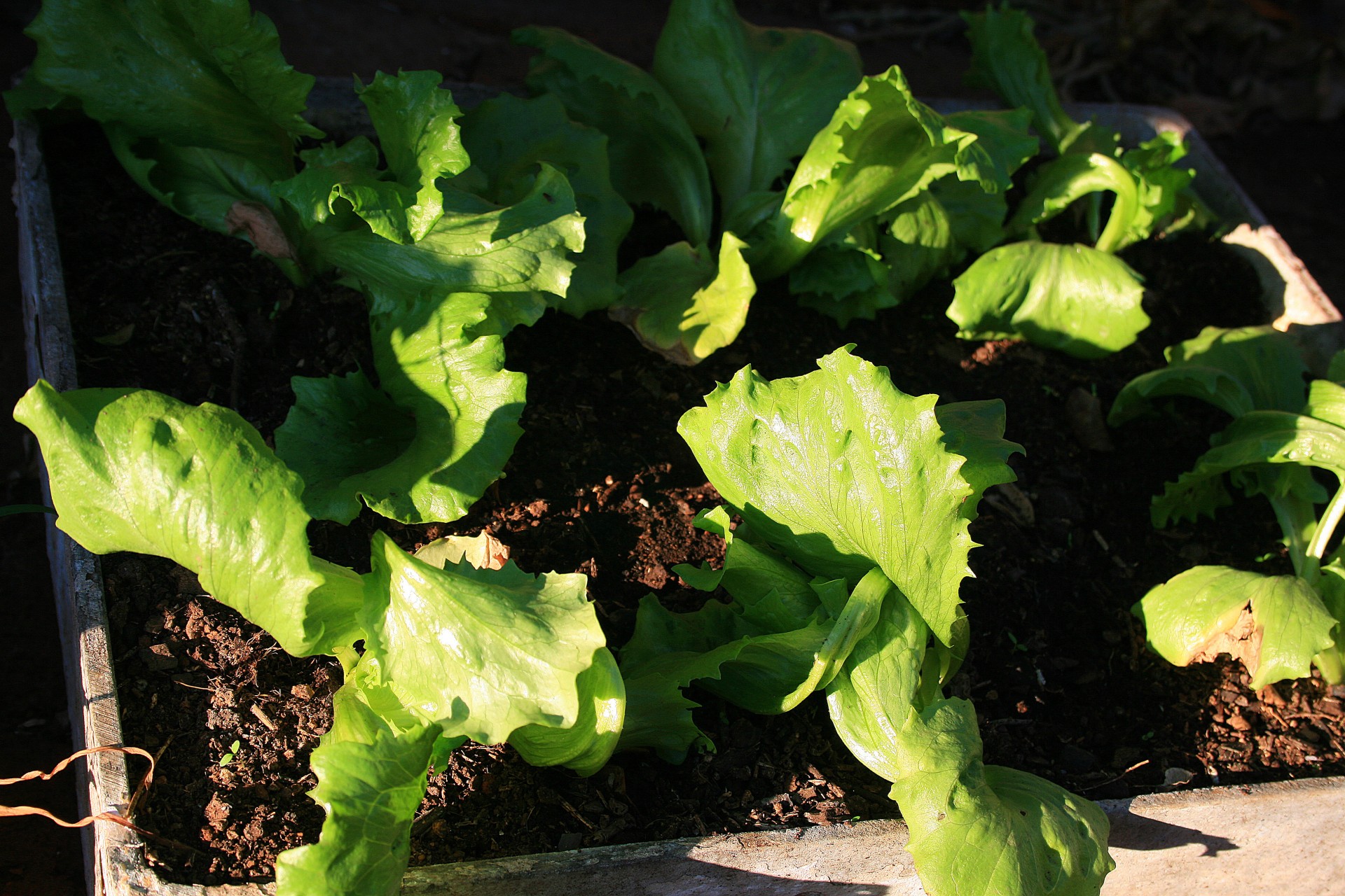 lettuce leaves green free photo