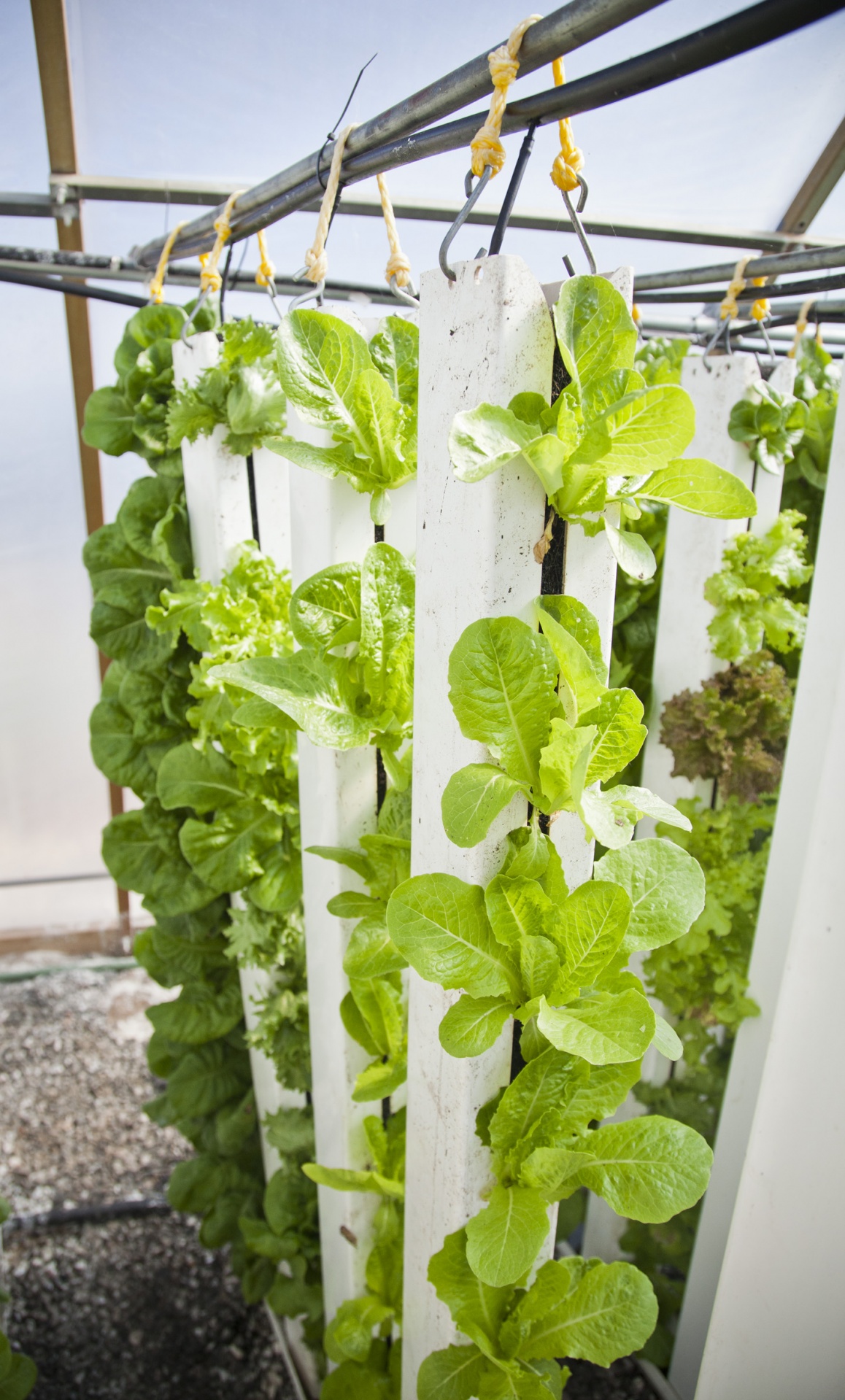 vertical farming hydroponics aeroponics free photo