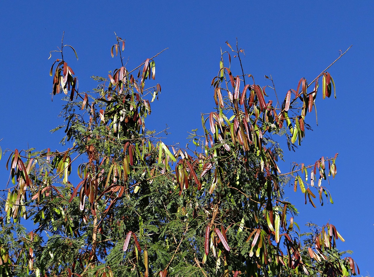 leucaena leucocephala tree subabool free photo
