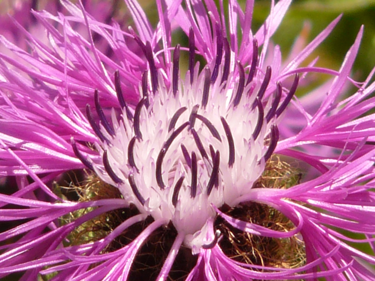 thistle prickly purple free photo