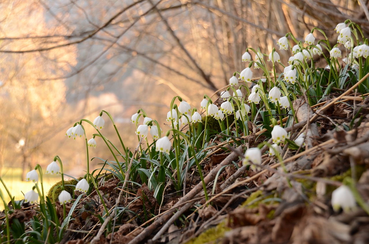 leucojum  snowflake  spring free photo