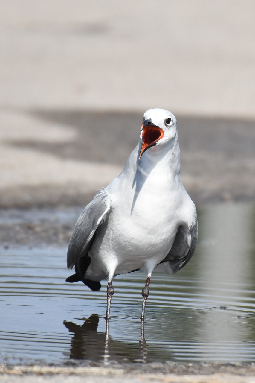 leucophaeus atricilla  aztec gull  seagull free photo