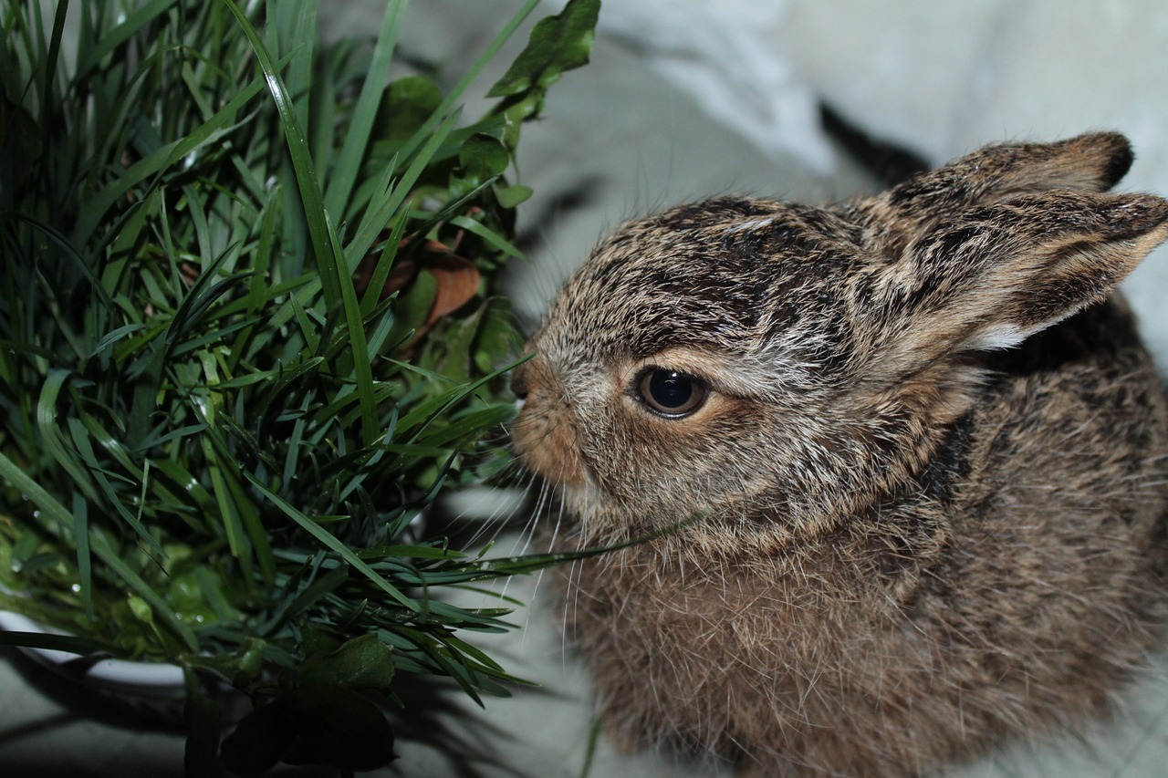 leveret  european brown hare  young hare free photo