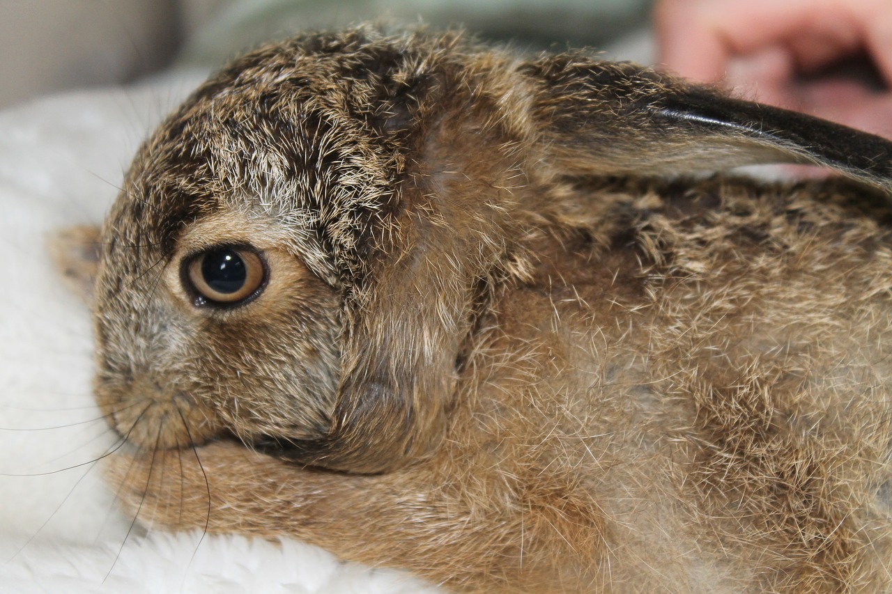 leveret  european brown hare  young hare free photo