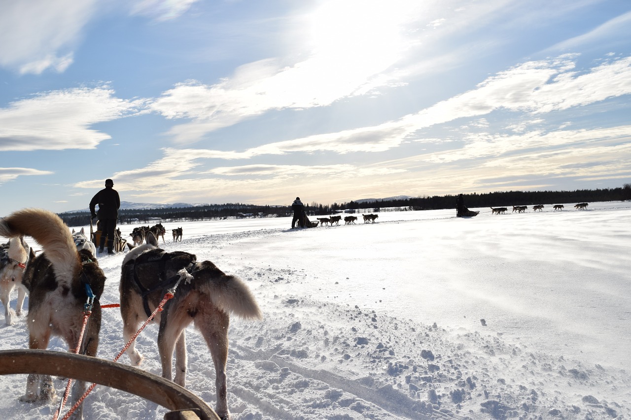 levi sled dogs lapland free photo