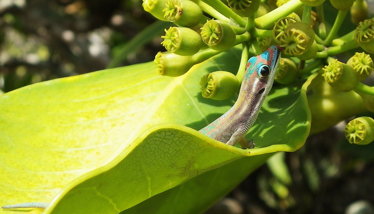 lezard nature wildlife free photo