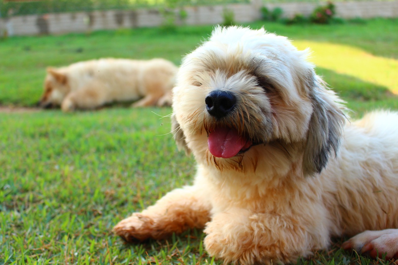 lhasa apso dog animal free photo