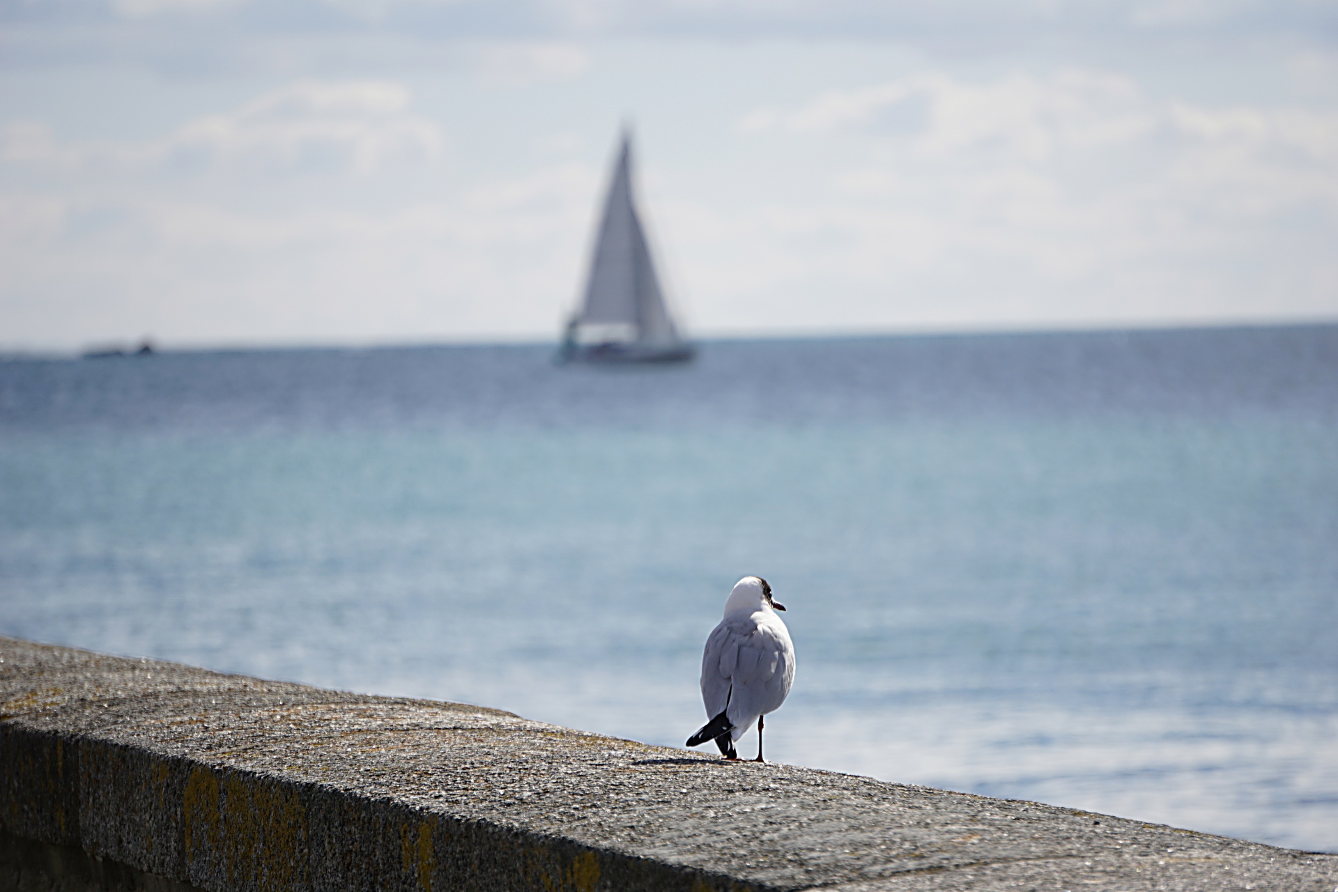 bird seagull horizon free photo