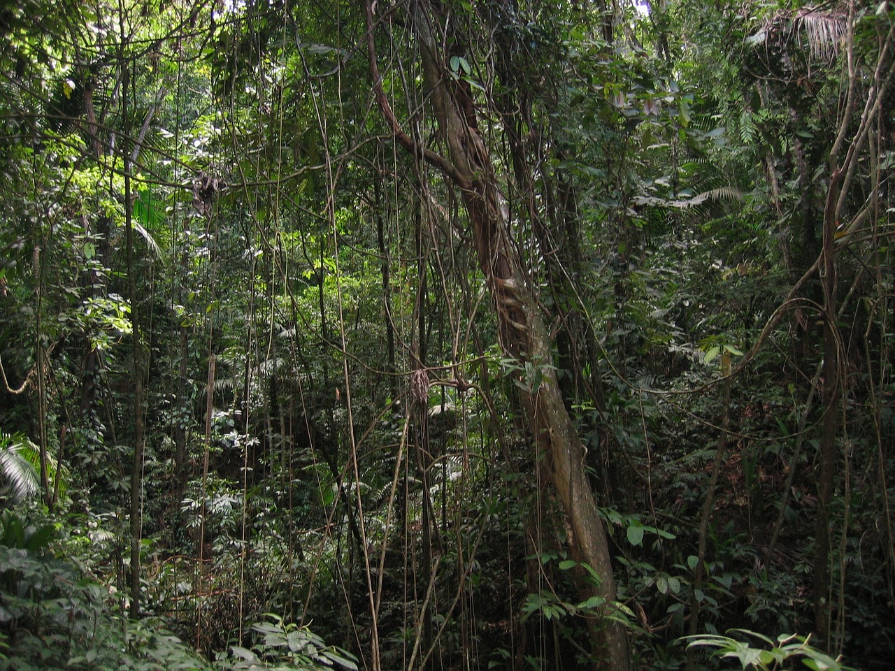 lianas jungle forest free photo