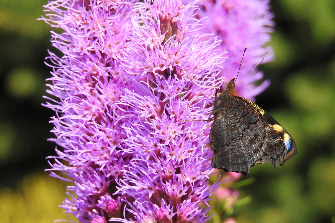 liatris blossom bloom free photo