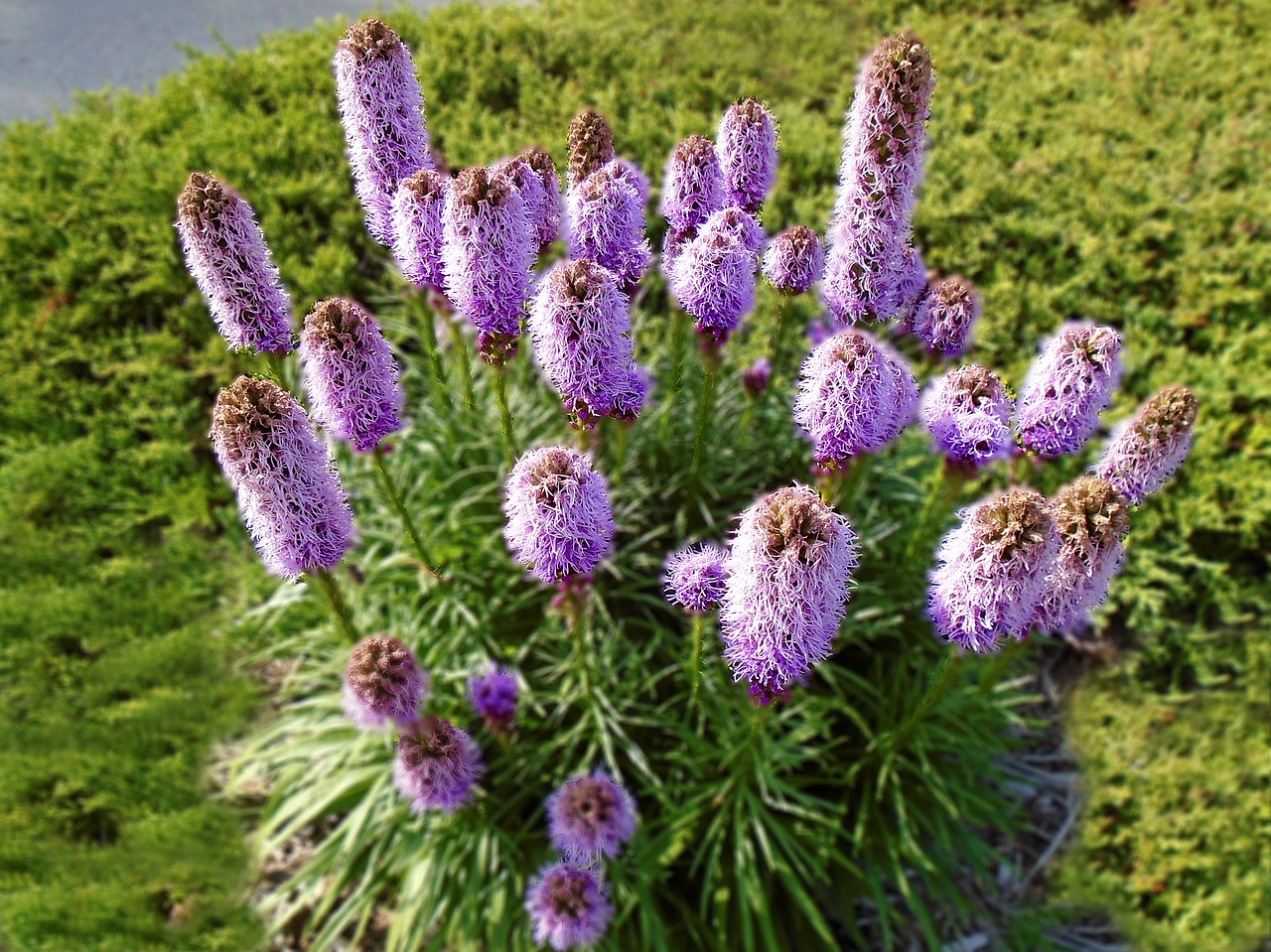 liatris lavender flower free photo