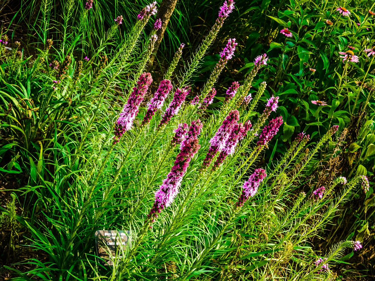 liatris north american flower bloom from top down free photo