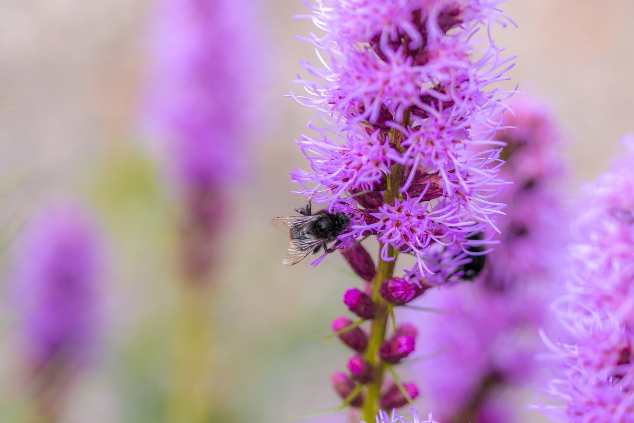 liatris spicata splendor notch hummel free photo