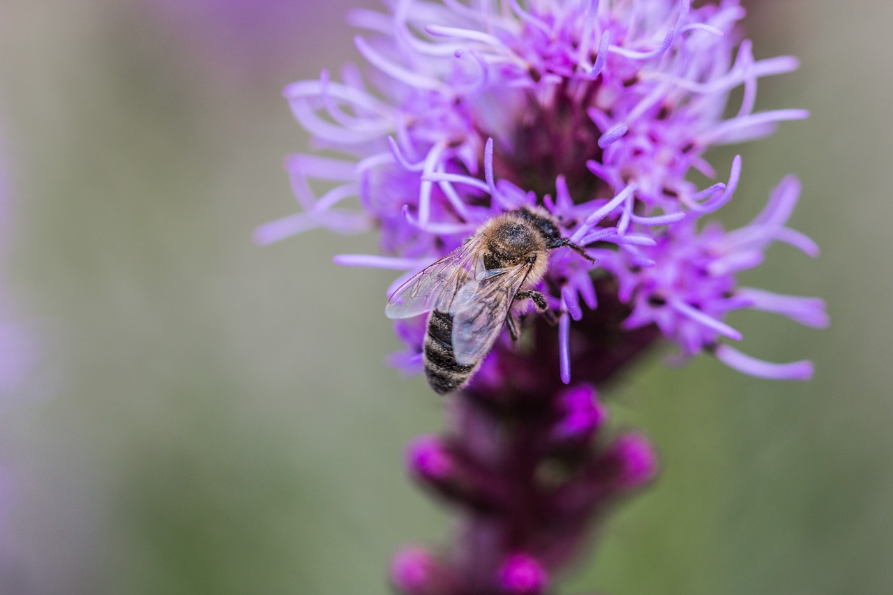 liatris spicata splendor notch hummel free photo