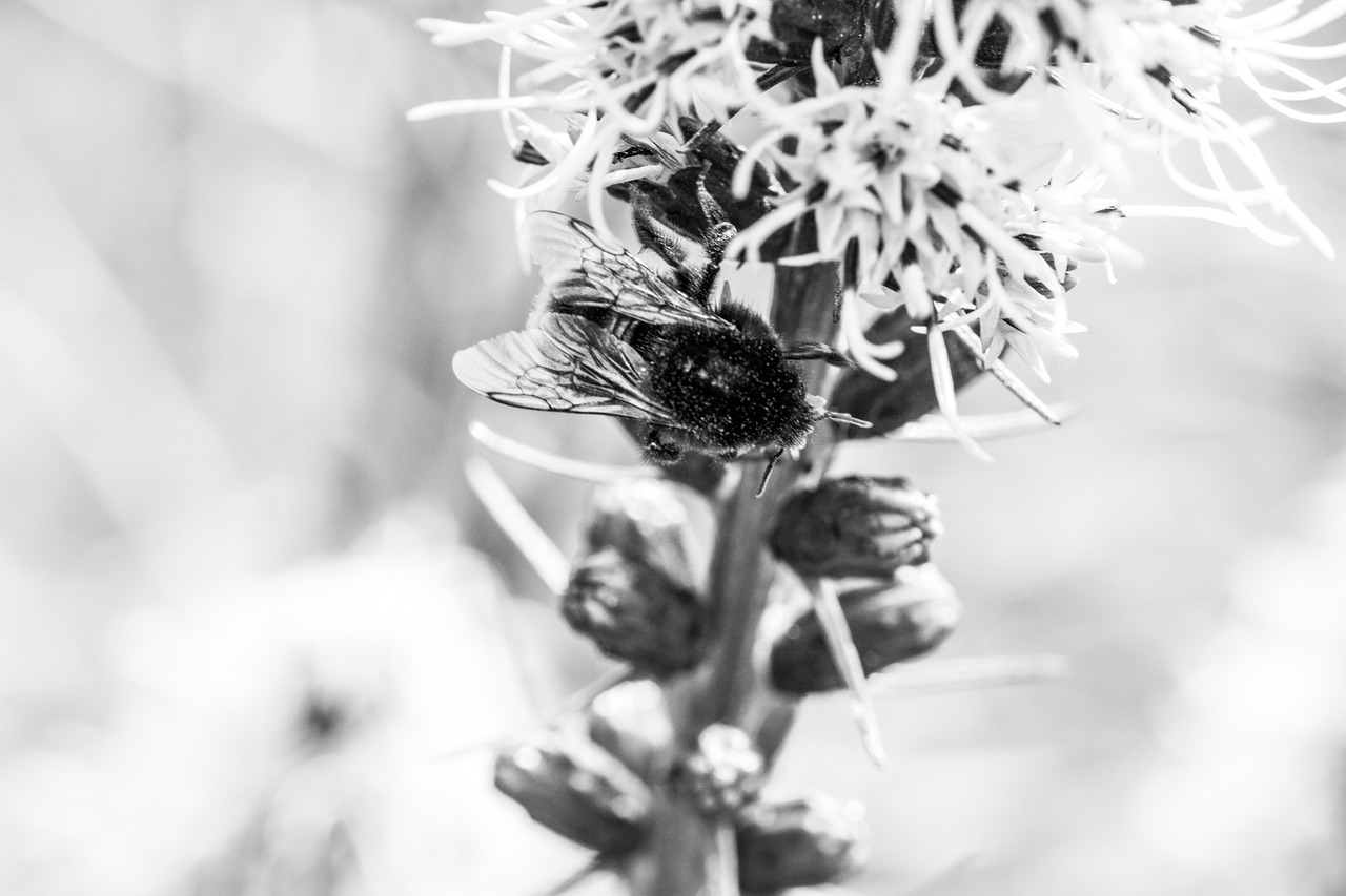 liatris spicata splendor notch hummel free photo