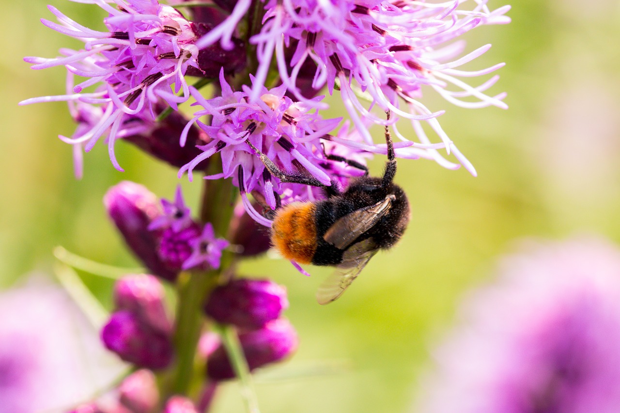 liatris spicata splendor notch hummel free photo