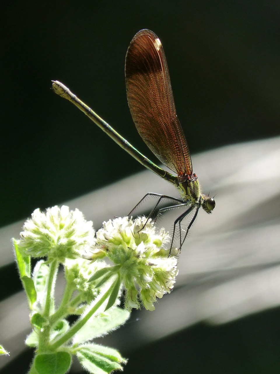 libella black dragonfly calopteryx haemorrhoidalis free photo