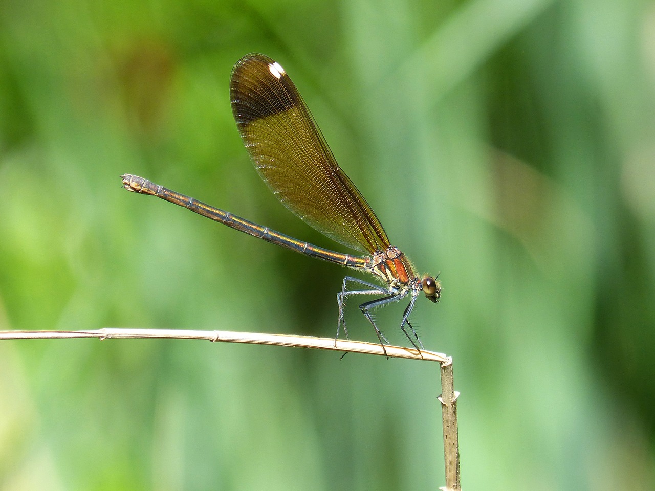 libella black dragonfly calopteryx haemorrhoidalis free photo