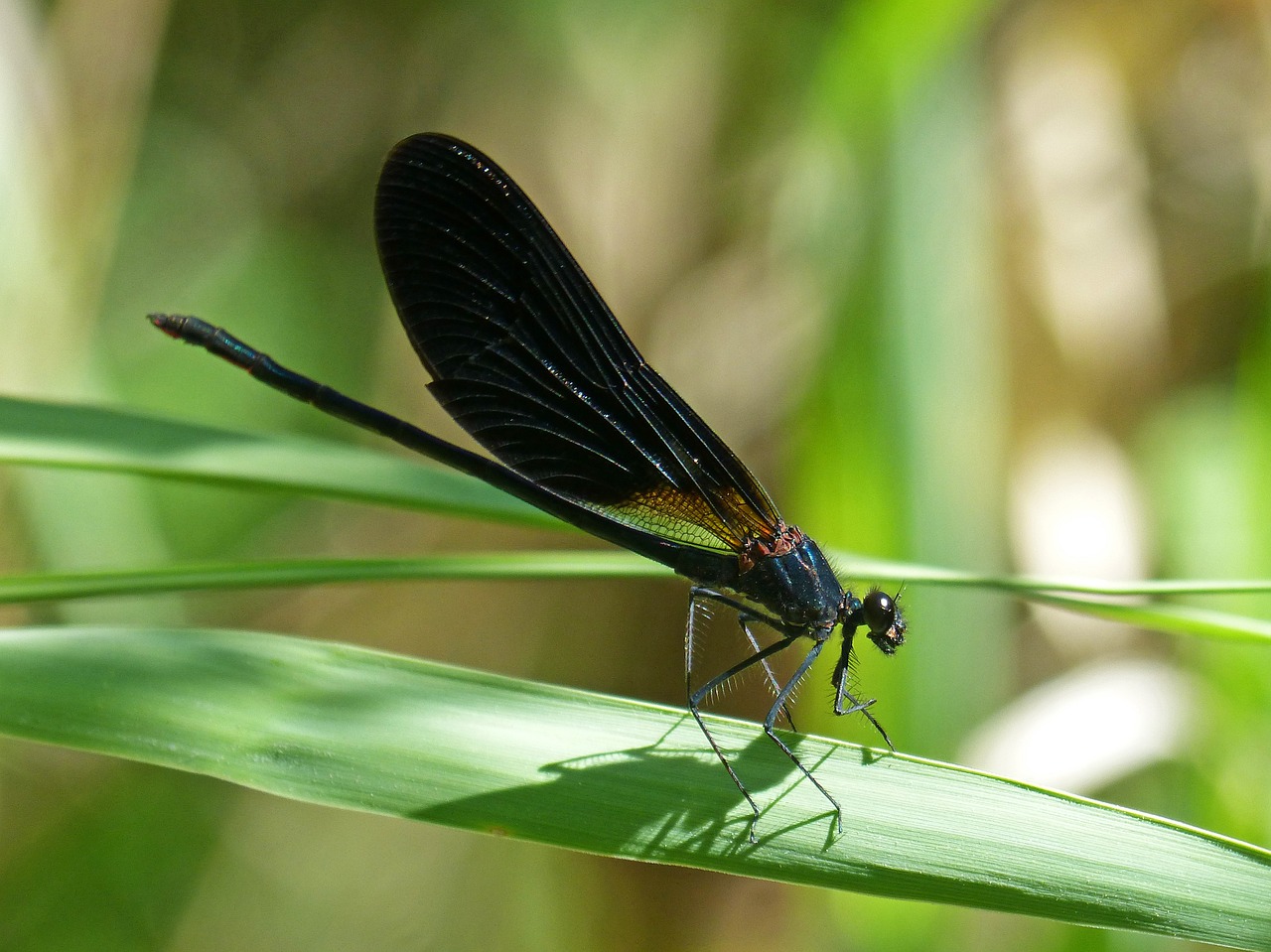 libella black dragonfly calopteryx haemorrhoidalis free photo