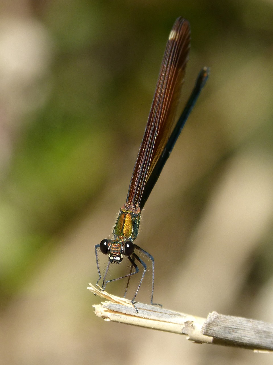 libella black dragonfly calopteryx haemorrhoidalis free photo