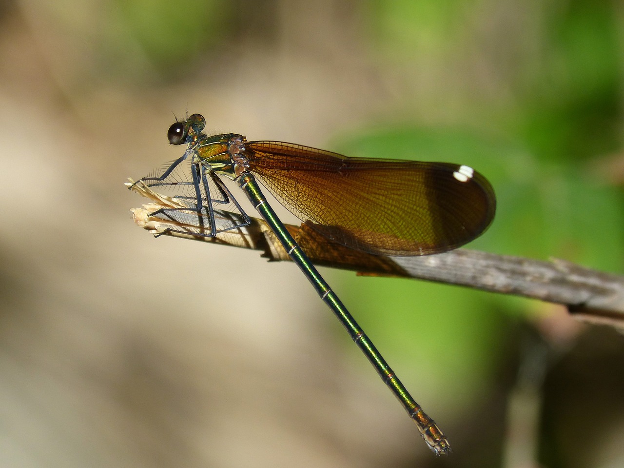 libella black dragonfly calopteryx haemorrhoidalis free photo