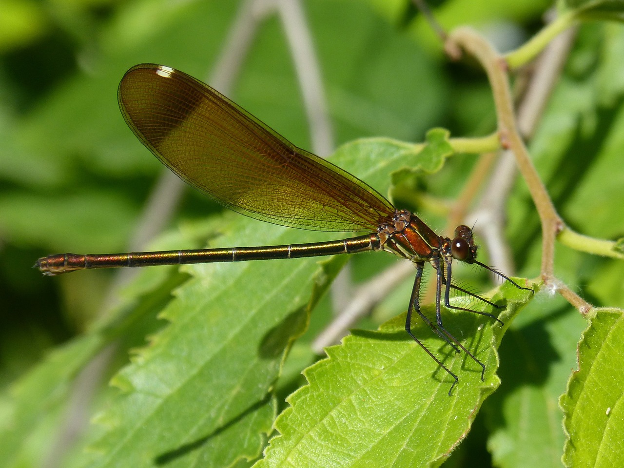 libella black dragonfly calopteryx haemorrhoidalis free photo