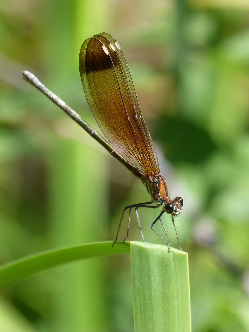 libella  black dragonfly  calopteryx haemorrhoidalis free photo