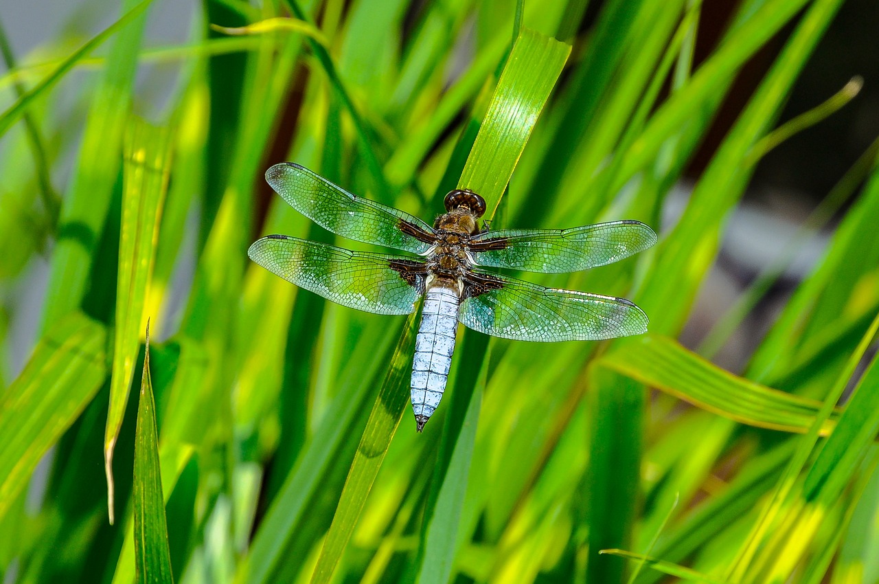 libellula depressa  ważka  dragonfly płaskobrzucha free photo