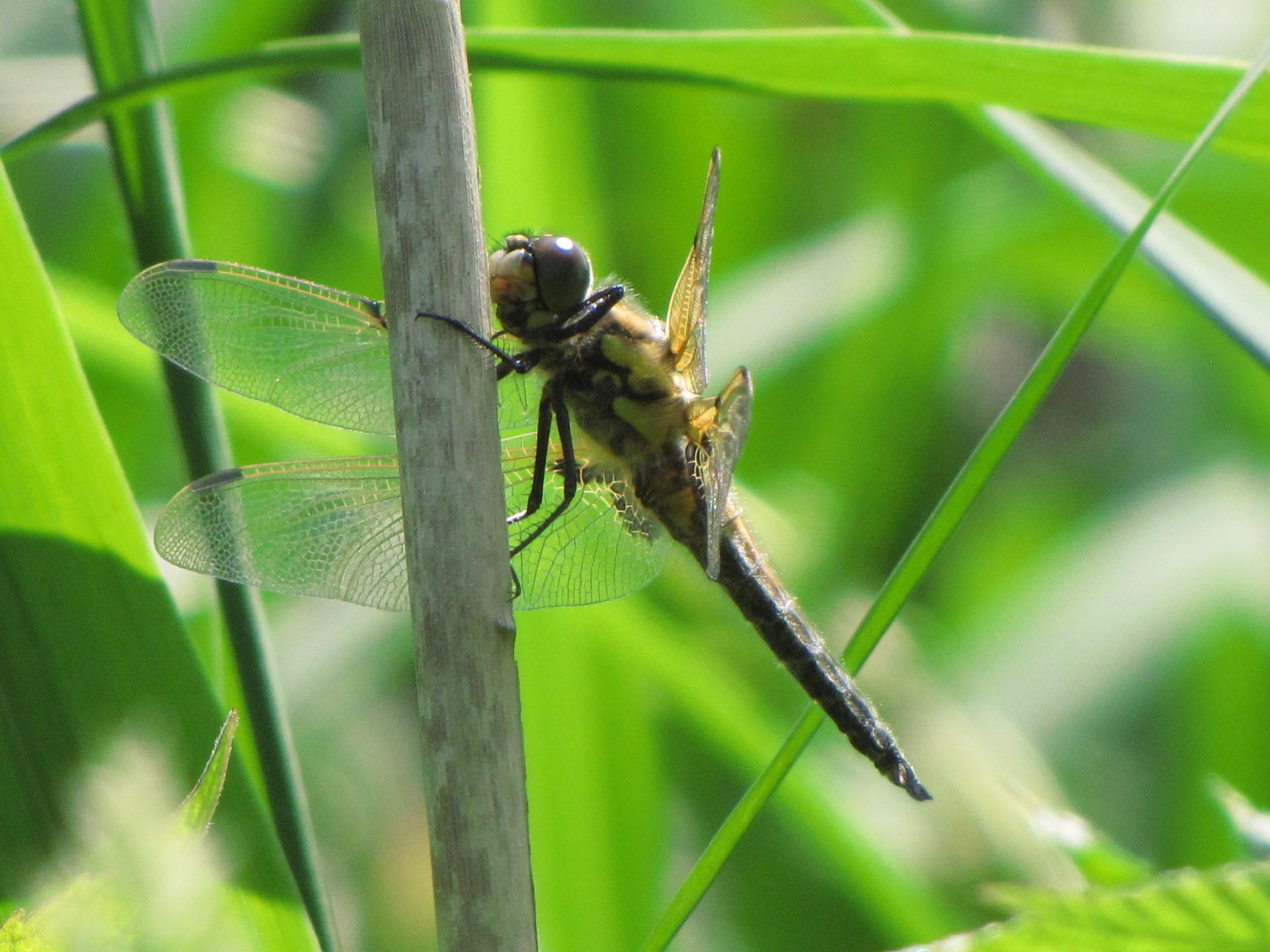 dragonfly brown insect free photo