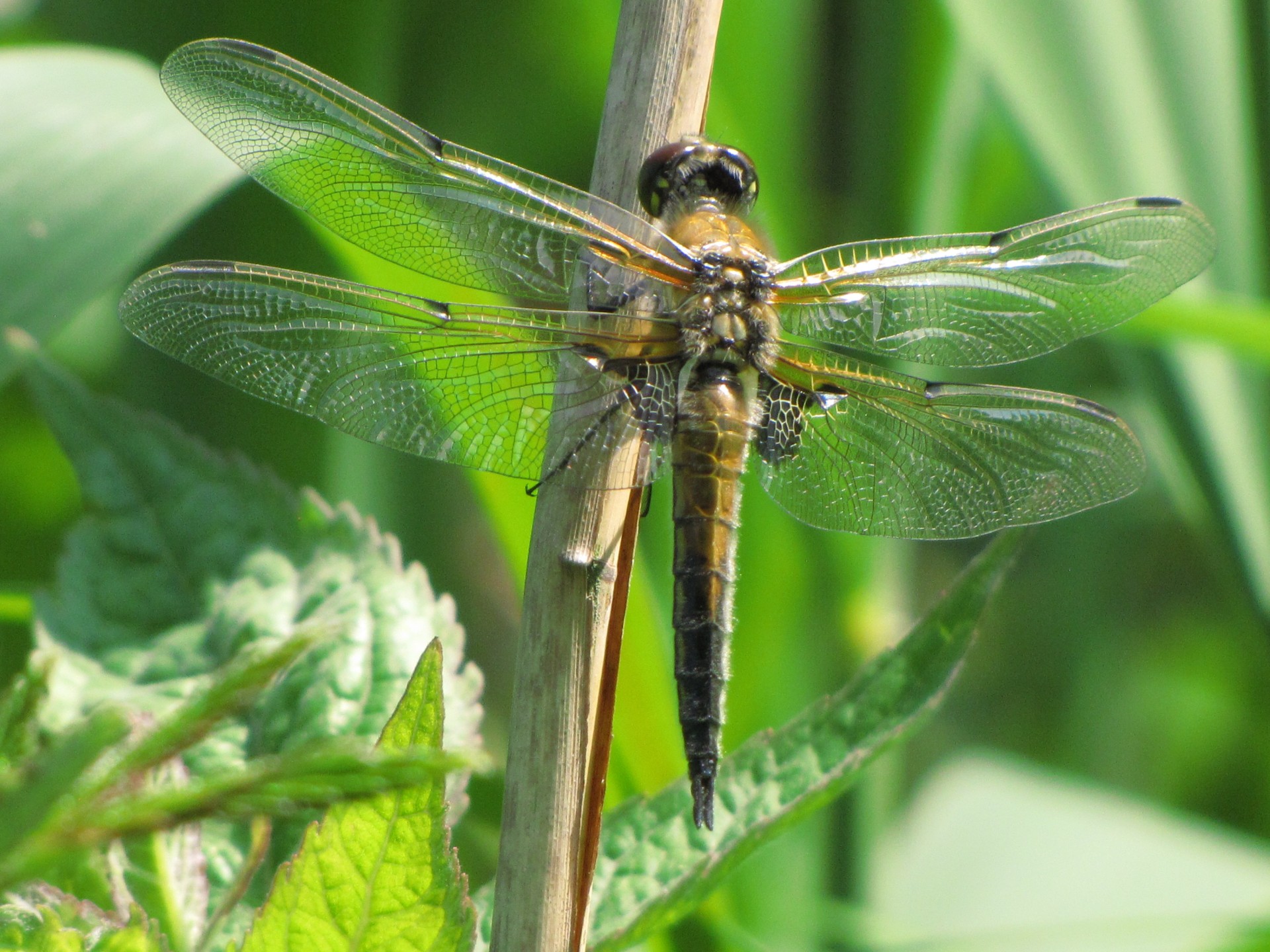 dragonfly brown insect free photo