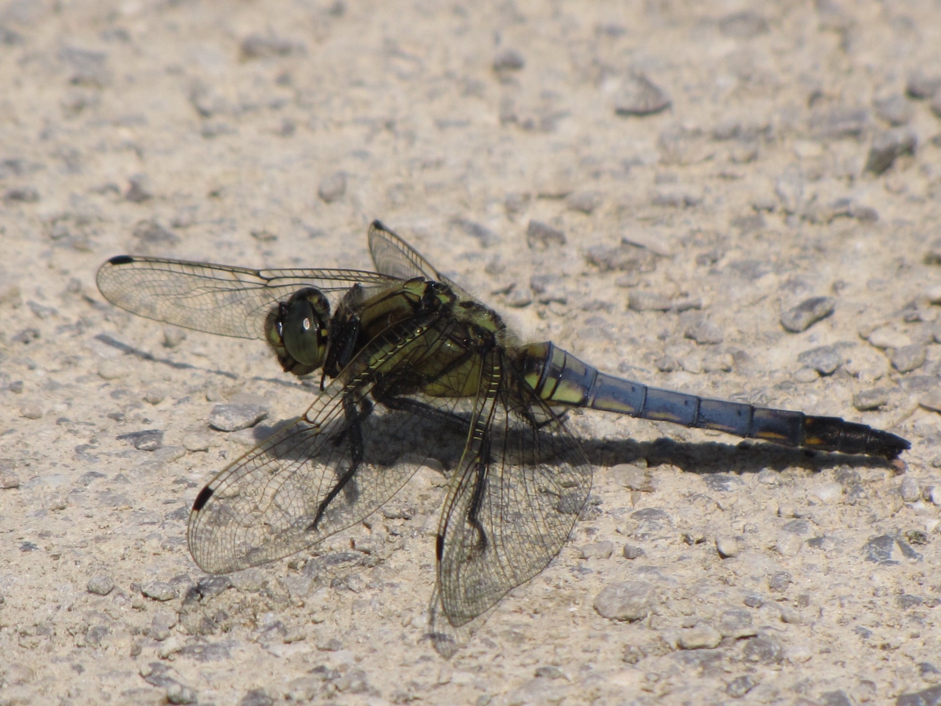 dragonfly blue insect free photo