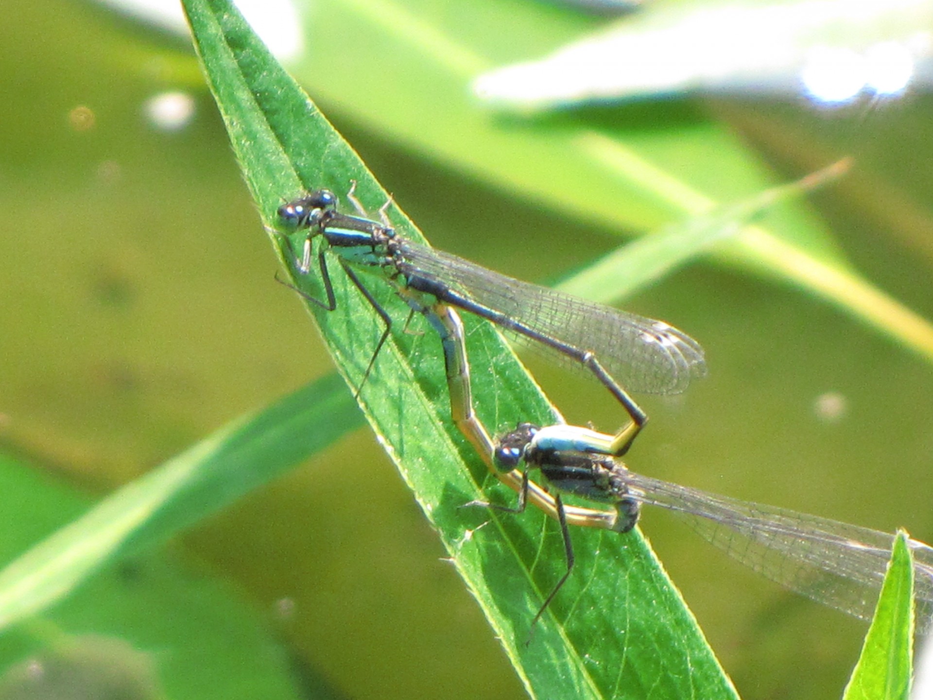 dragonfly flower blue free photo