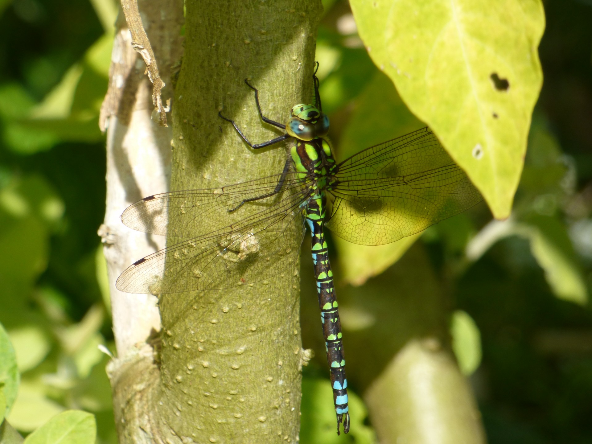 insect dragonfly flower free photo