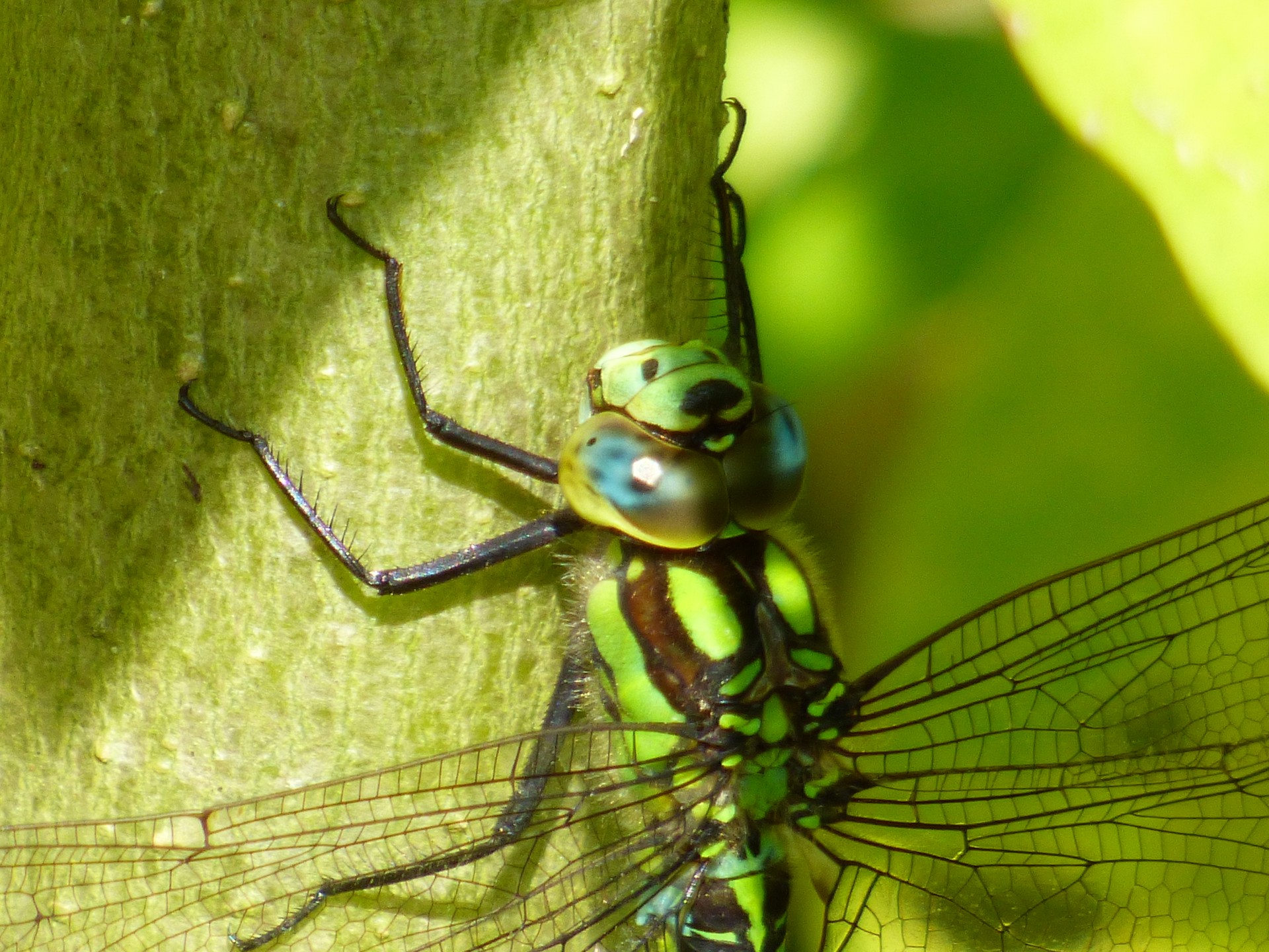 insect dragonfly flower free photo