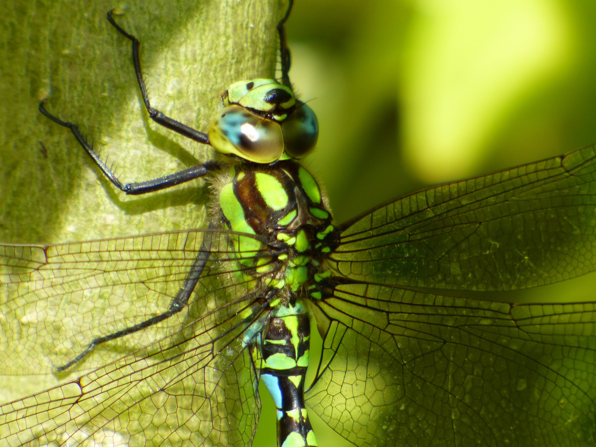 insect dragonfly flower free photo