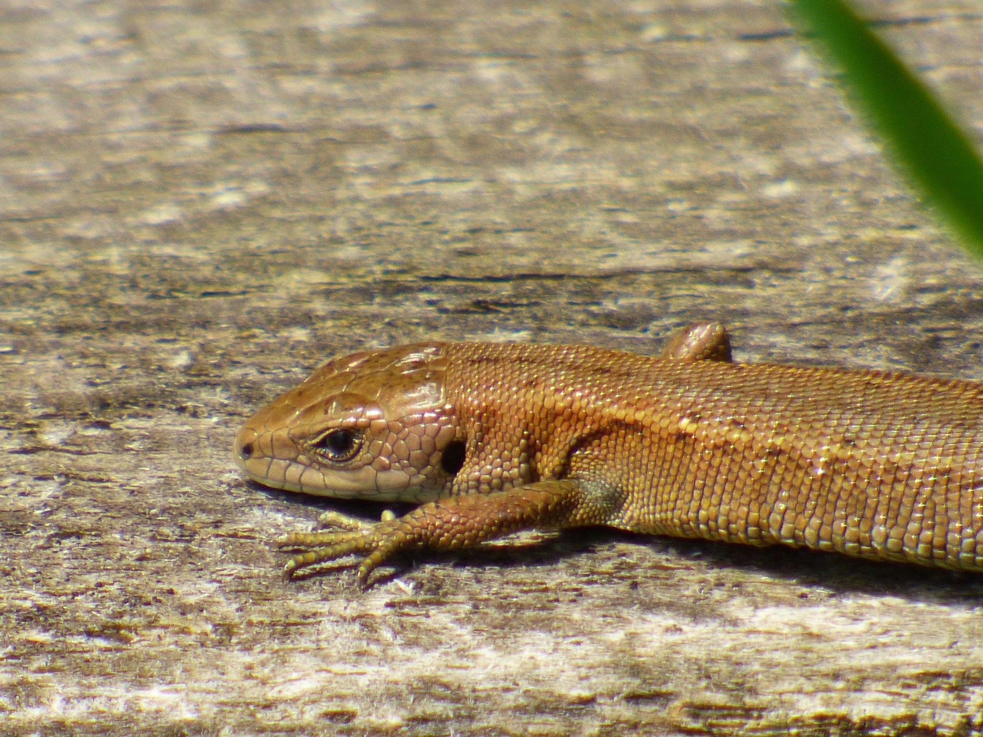 animals domestic lizard iguana free photo