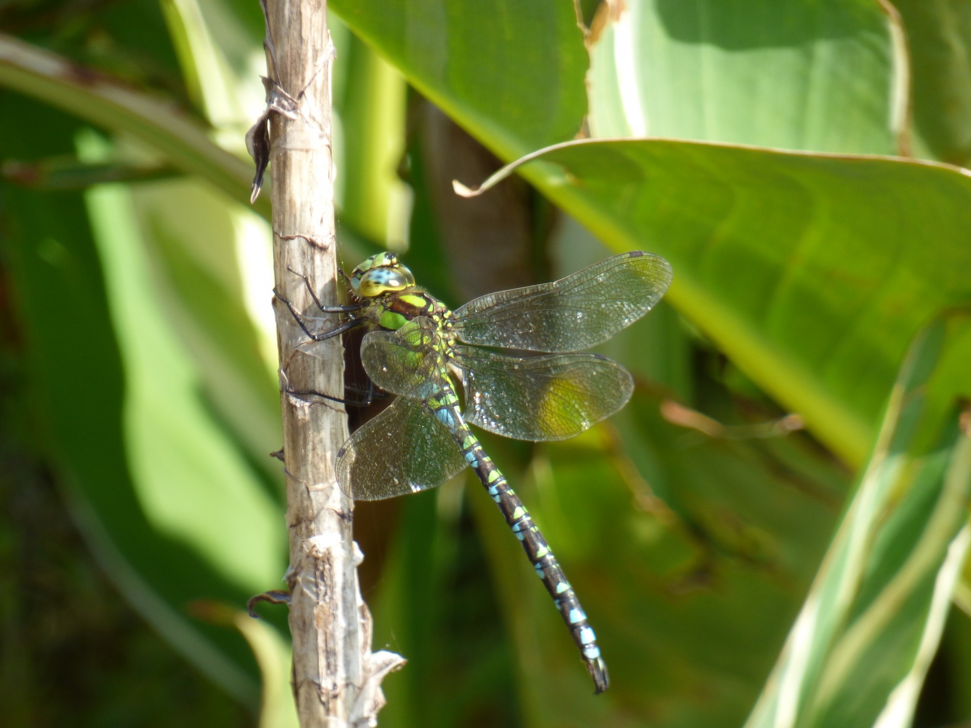 insect dragonfly flower free photo