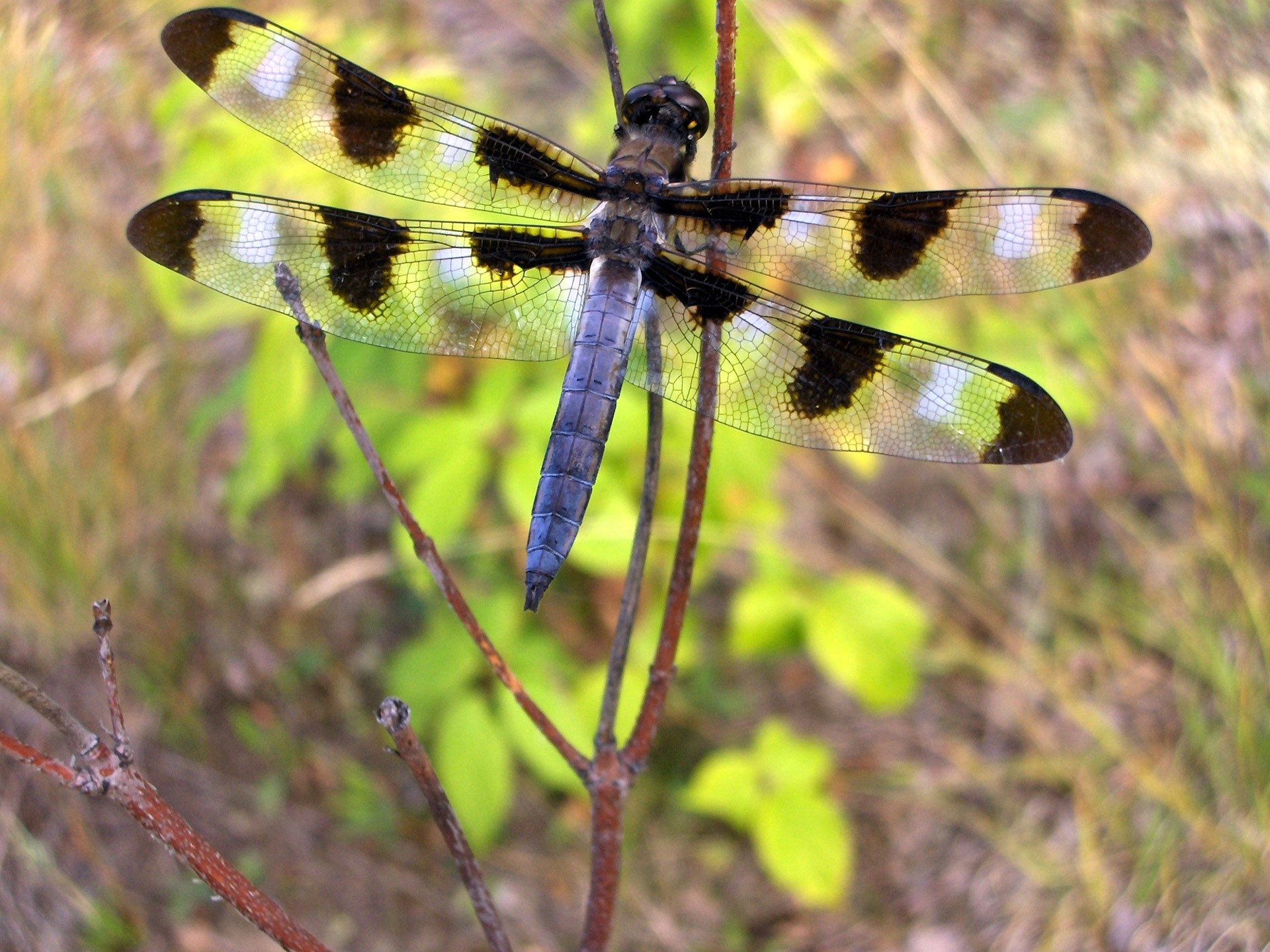 dragonfly dragonfly free pictures free photo