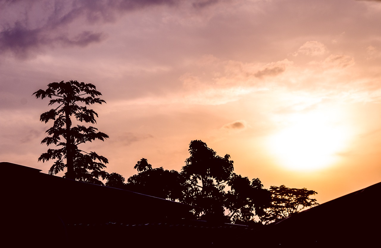 libreville  sunrise  papaya free photo