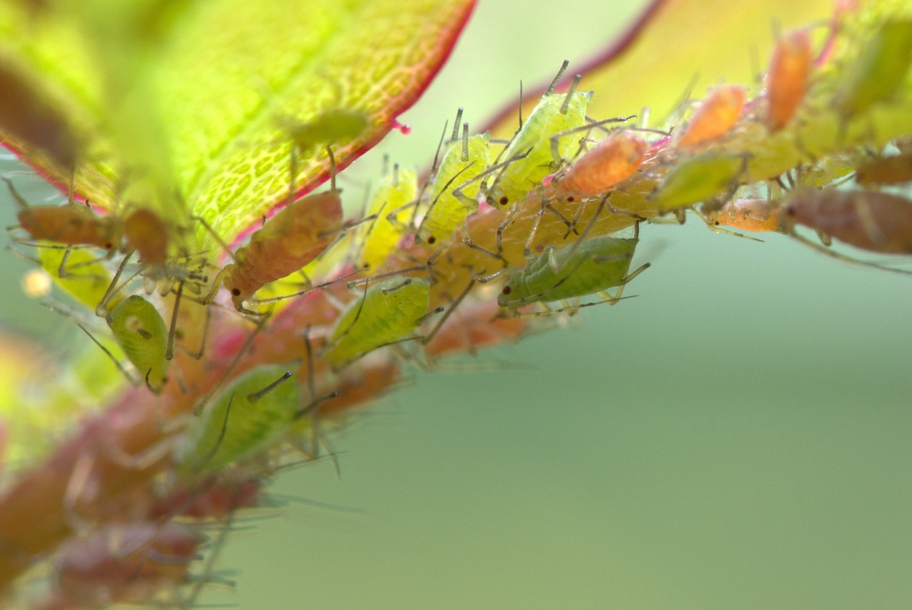 large rose aphids aphids louse free photo