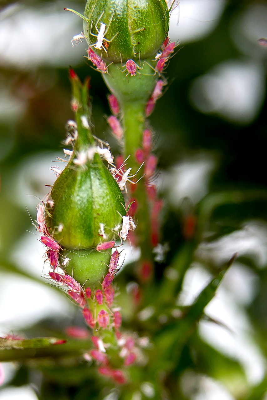 lice aphids infestation free photo