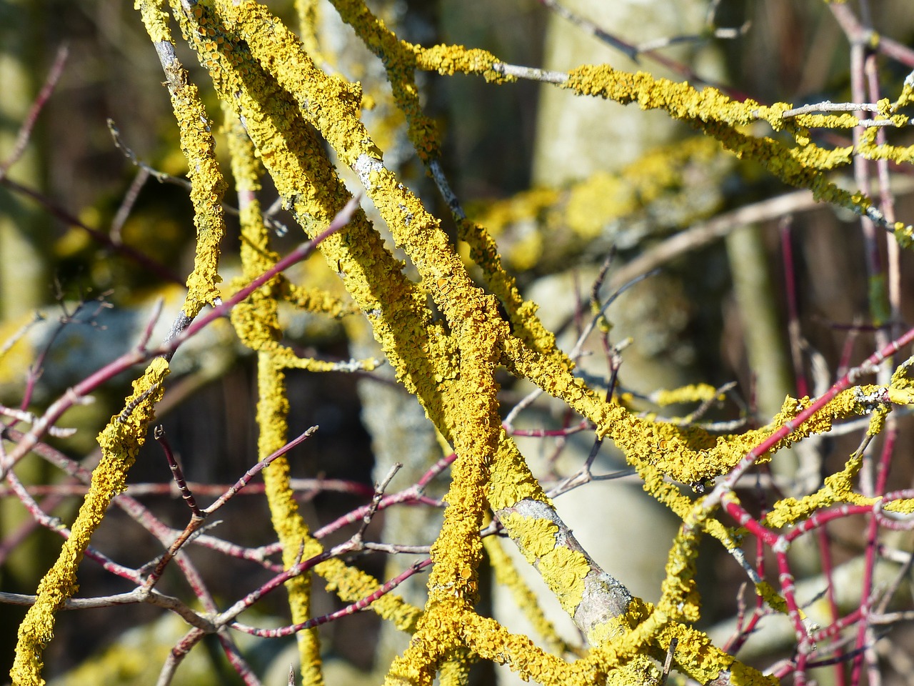 lichen ordinary gelbflechte branch free photo