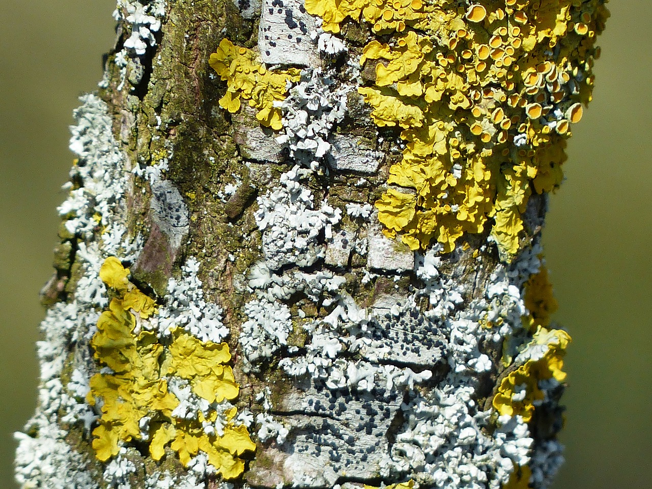 lichen schuesselflechte leaf braid free photo