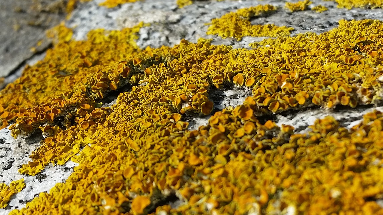 lichen stone wall free photo