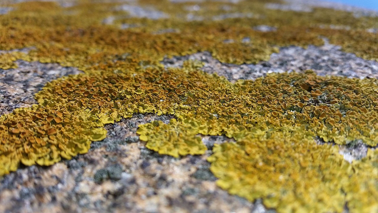 lichen stone wall free photo